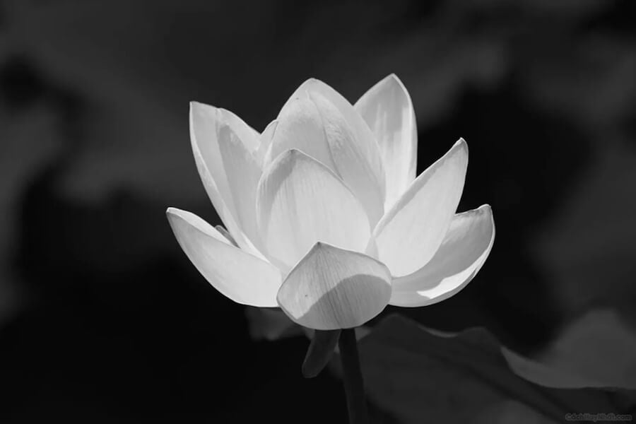 Ý nghĩa hoa sen trắng trong đám tang?