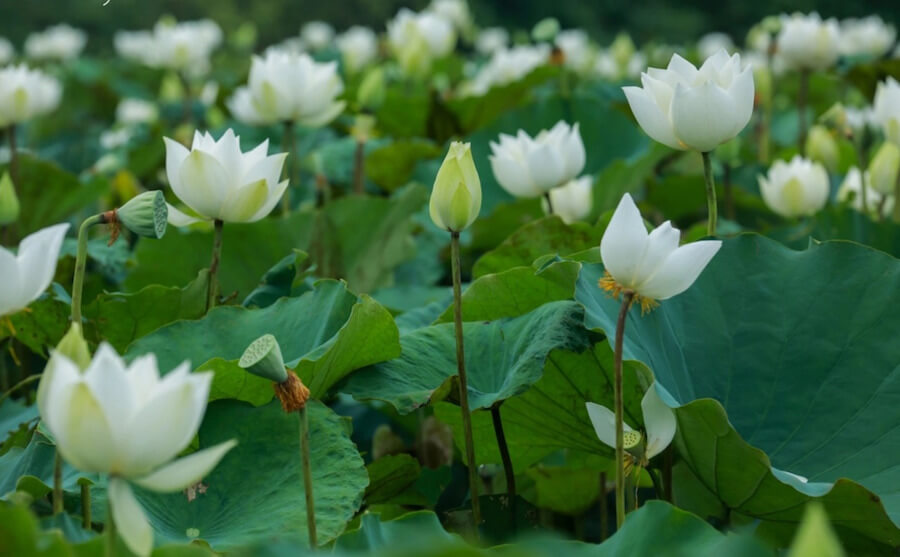 Hoa sen trắng có ý nghĩa gì