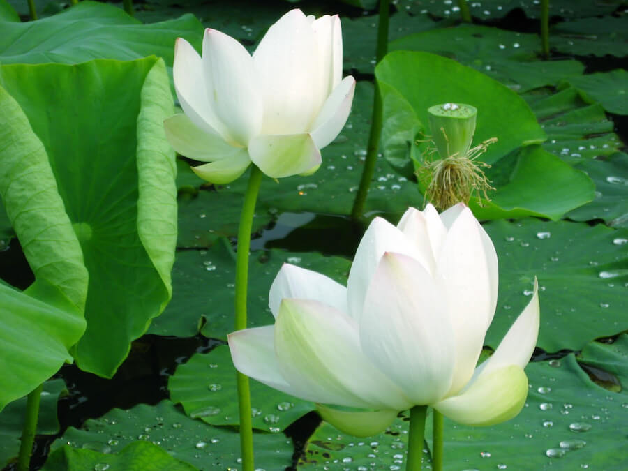 Hoa sen trắng thể hiện gì trong tình yêu