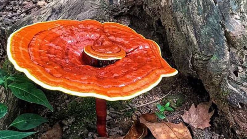 uống nấm linh chi có tốt cho sức khỏe không