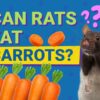 Can Rats Eat Carrots? Vet-Reviewed Nutritional Info & Feeding Tips