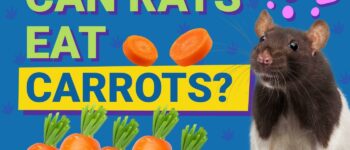 Can Rats Eat Carrots? Vet-Reviewed Nutritional Info & Feeding Tips