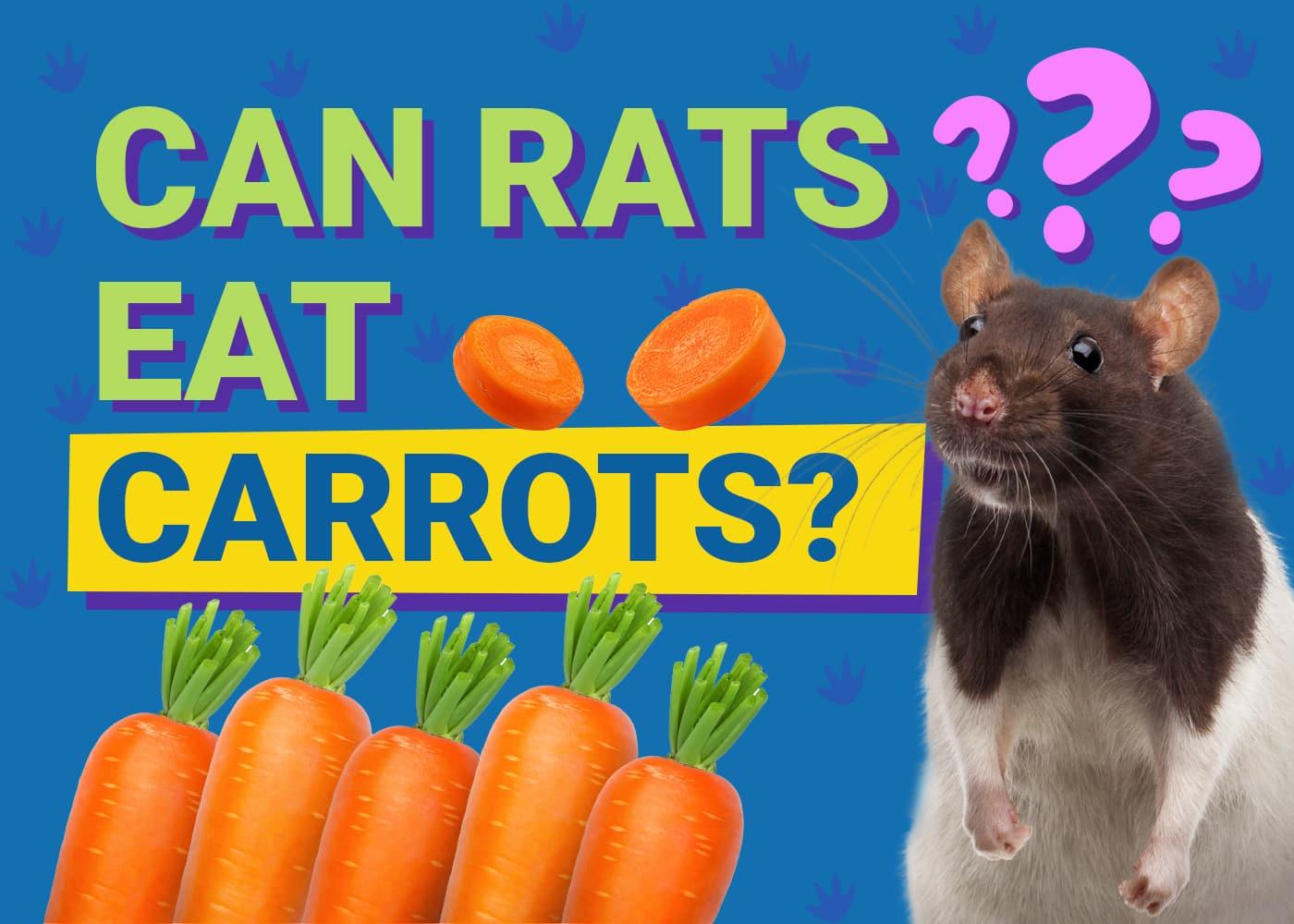 are carrots good for rats