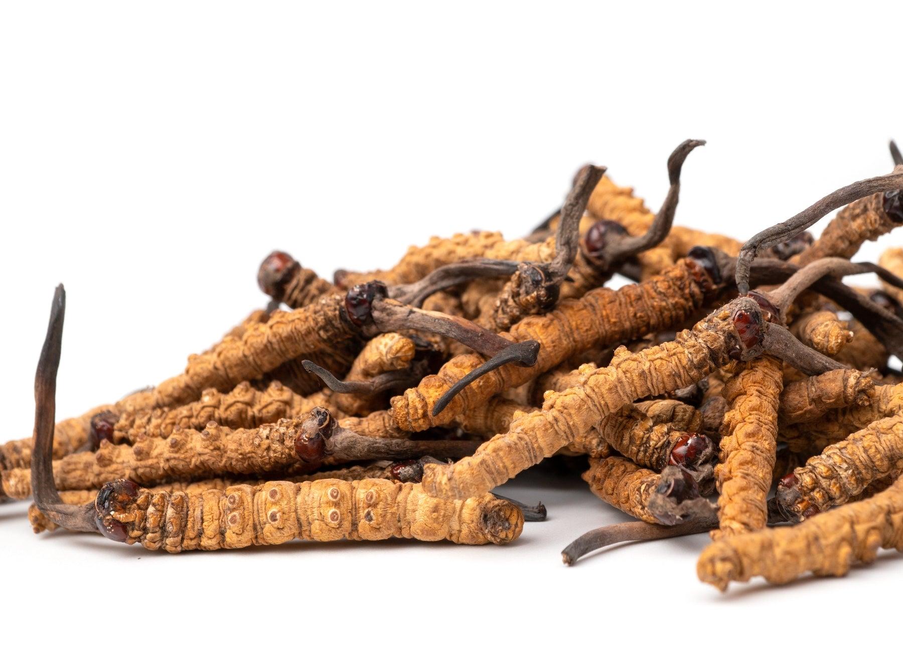 best time of day to take cordyceps