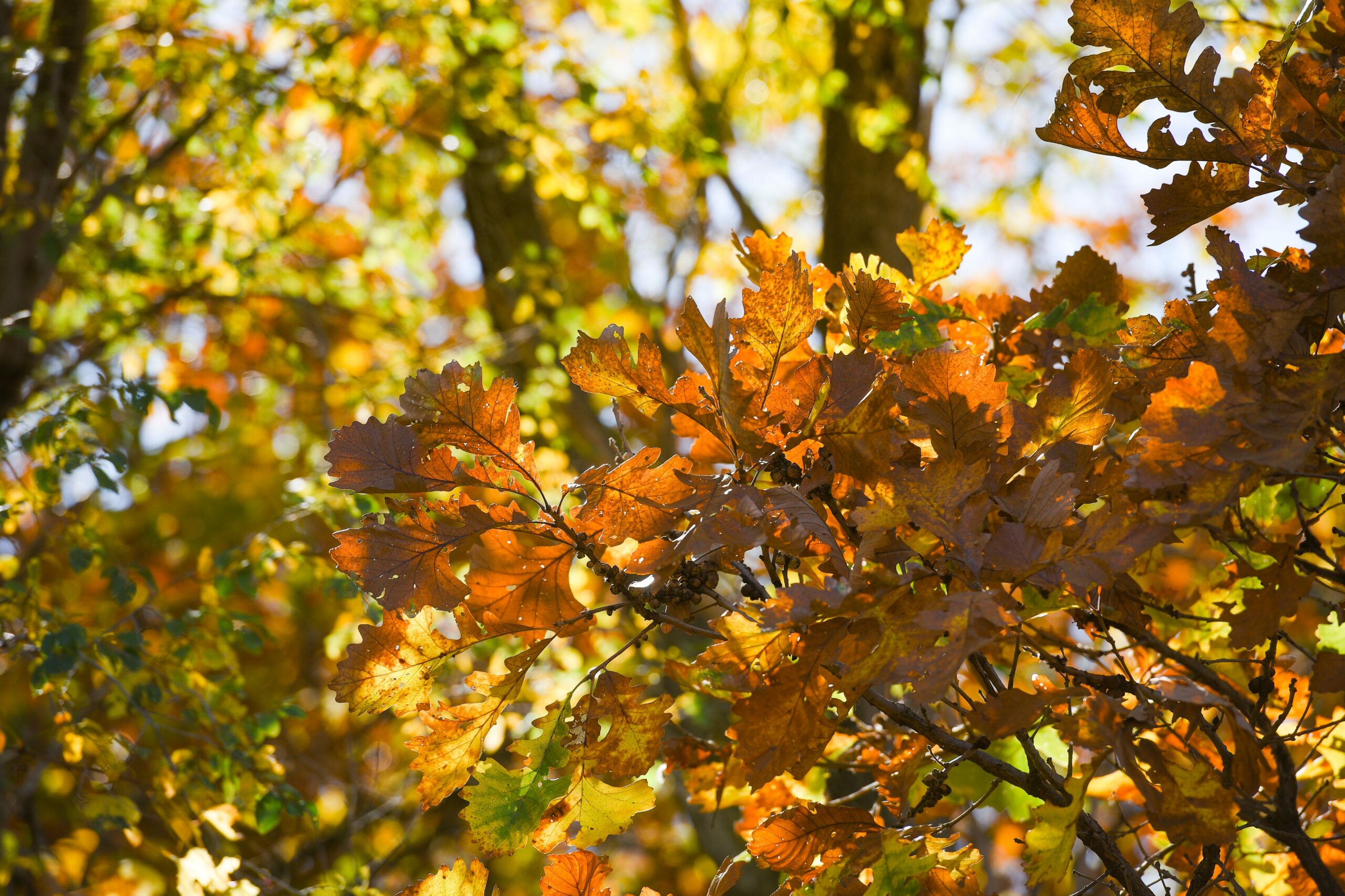 Sioux Falls announces opening day for leaf, branch drop-off sites