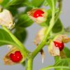 8 Ashwagandha Side Effects for Females, You Should Know!