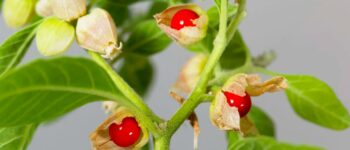 8 Ashwagandha Side Effects for Females, You Should Know!