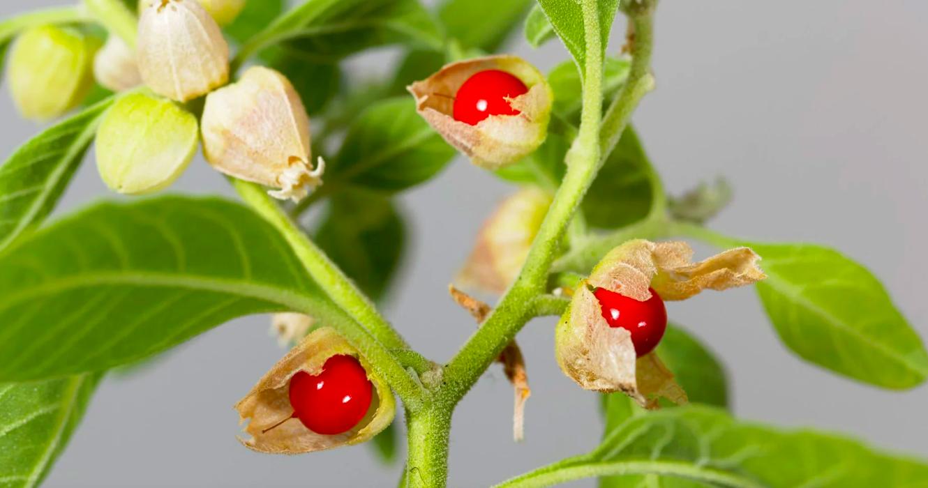 can ashwagandha make your period late