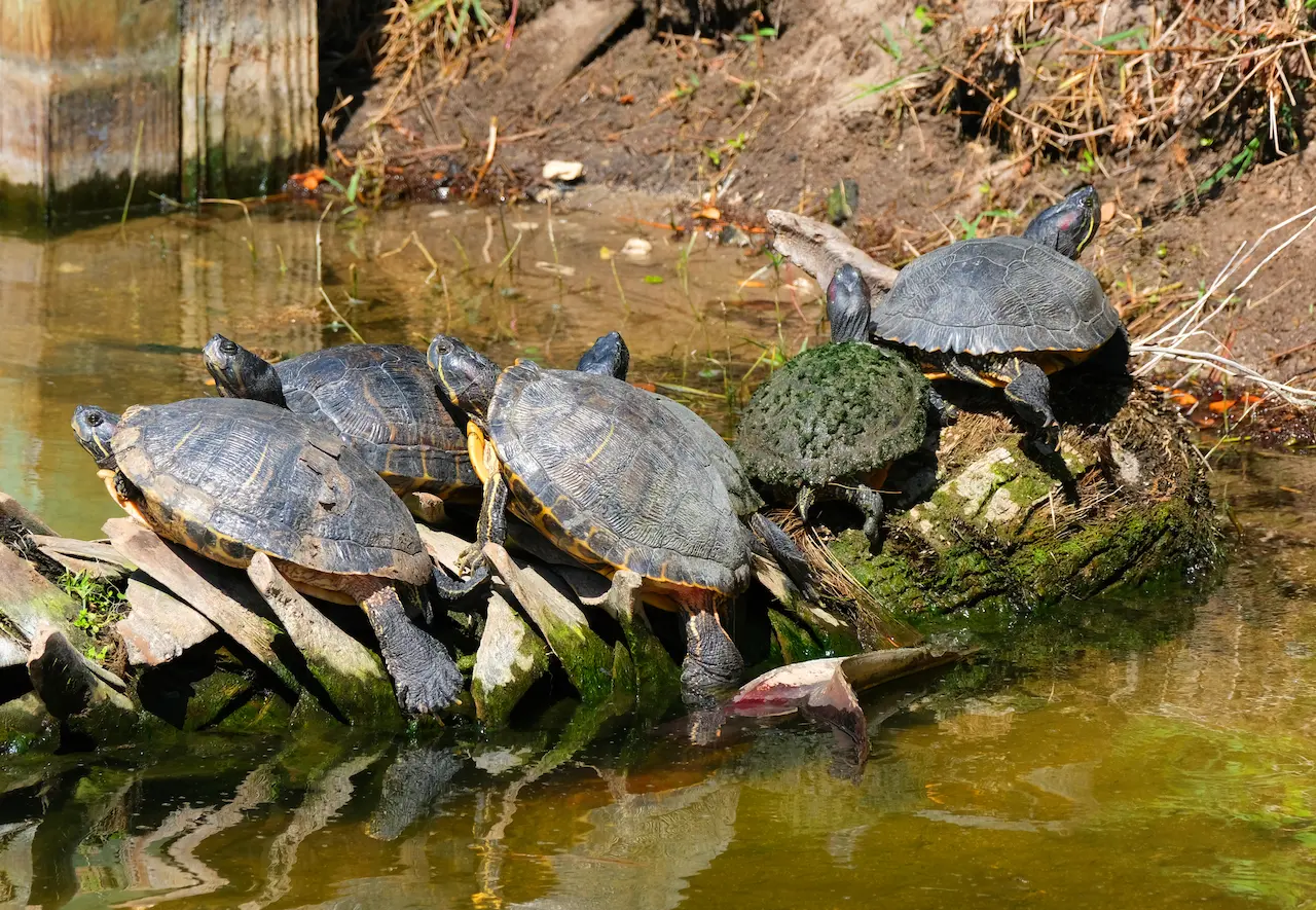 can box turtles eat mealworms