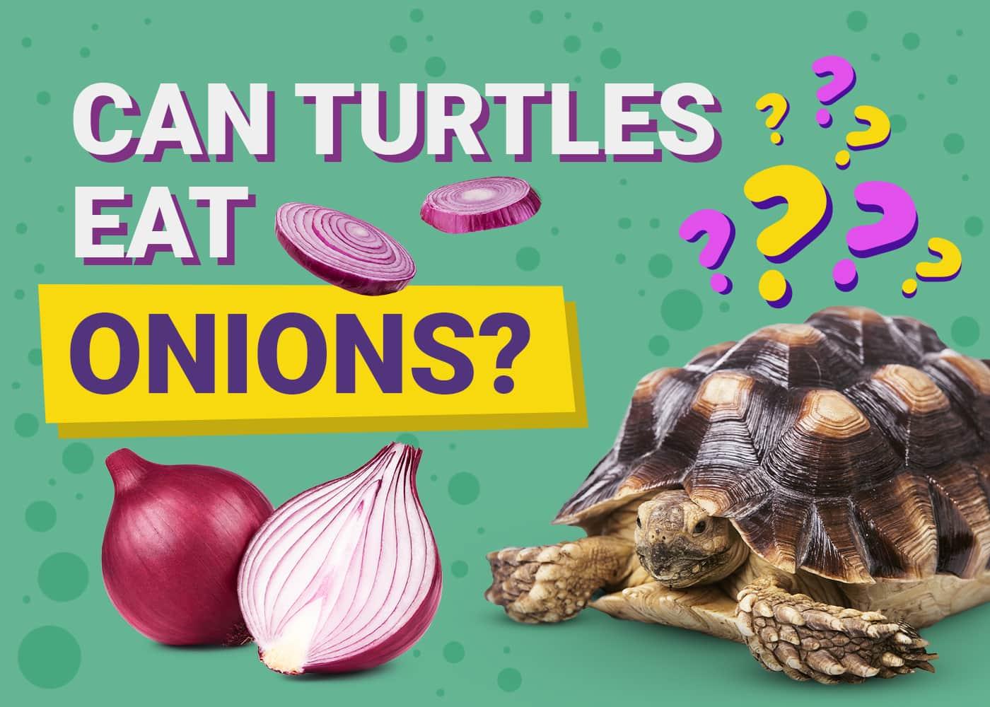 can box turtles eat onions