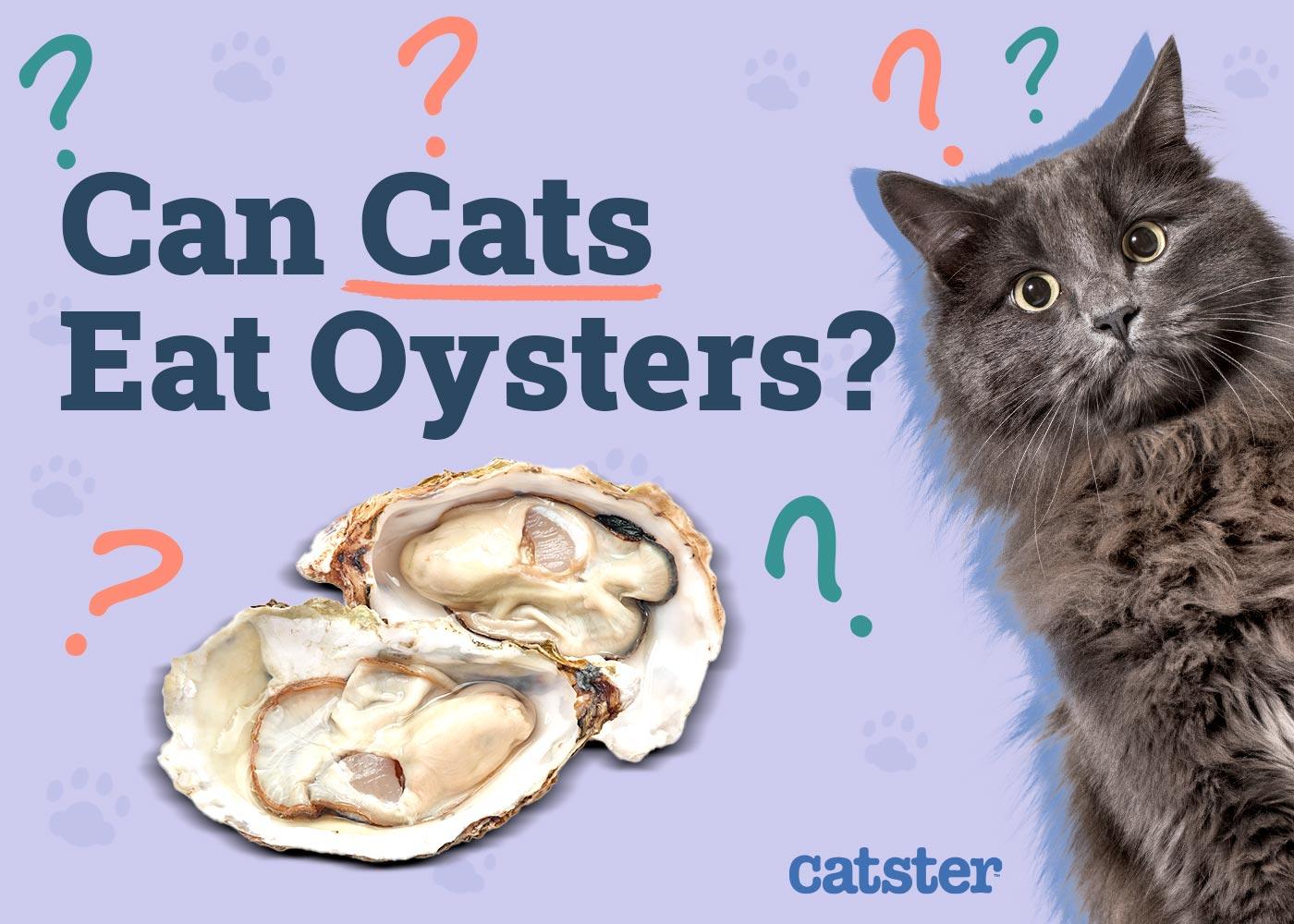 can cats eat cooked oysters