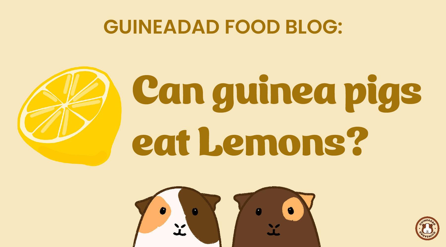 can guinea pigs have lemon