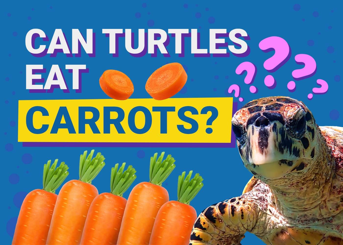 can yellow belly turtles eat carrots