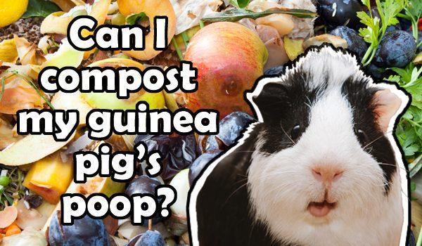 can you compost guinea pig poop