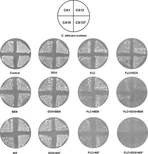 Synergistic effect of doxycycline and fluconazole against Candida albicans biofilms and the impact of calcium channel blockers