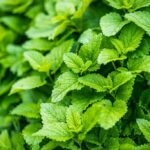 Lemon balm companion plants and what you should avoid