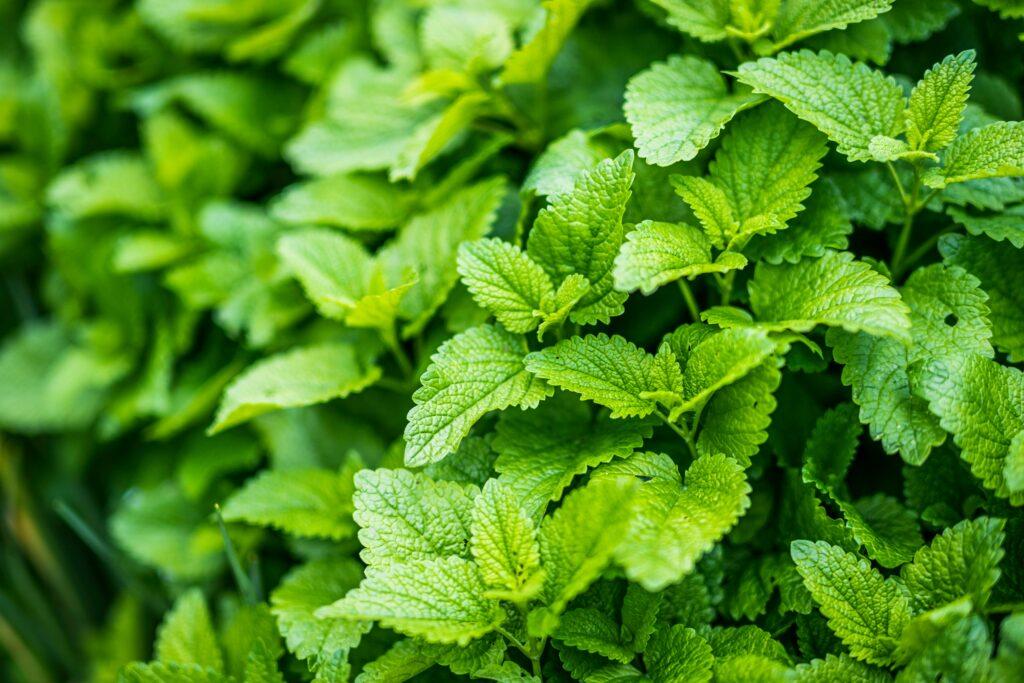 companion plants for lemon balm