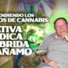 ¿Cuáles son las diferencias entre Indica, Sativa, Híbrida y Cañamo?