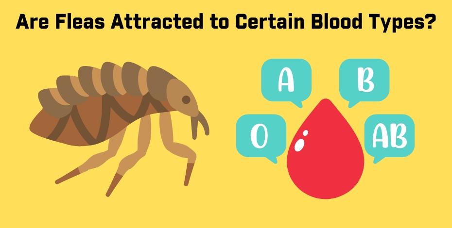 do fleas like a certain blood type