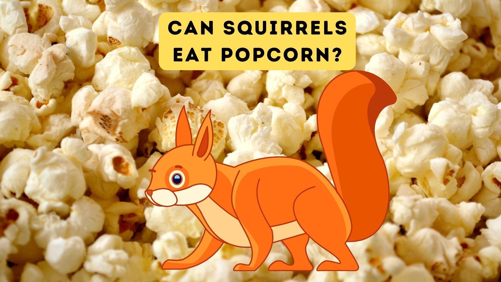 do squirrels eat popcorn kernels