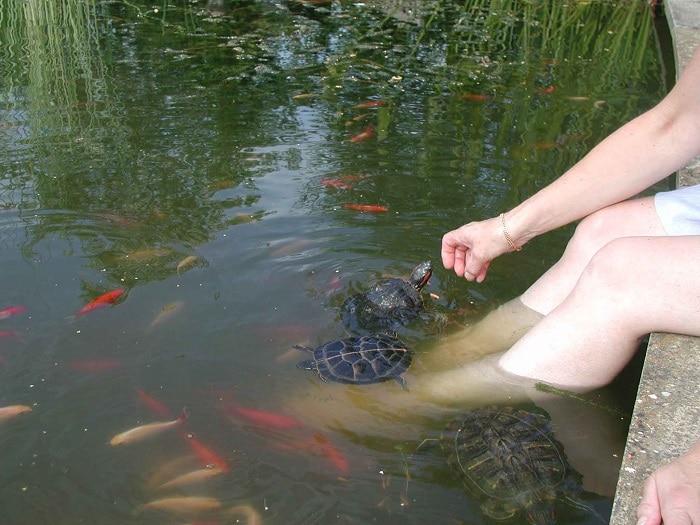 Red Eared Slider Handling & Behavior Notes