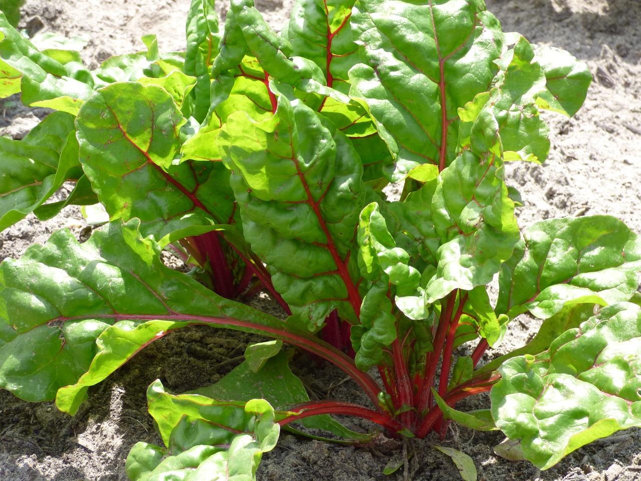 does swiss chard taste like rhubarb