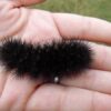 Giant Leopard Moth (What Time is it in Nature)