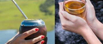 Guayusa Vs Yerba Mate – Ayusa Tea