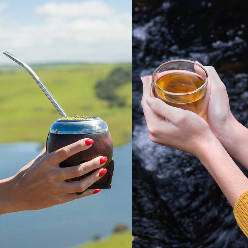 guayusa tea vs yerba mate