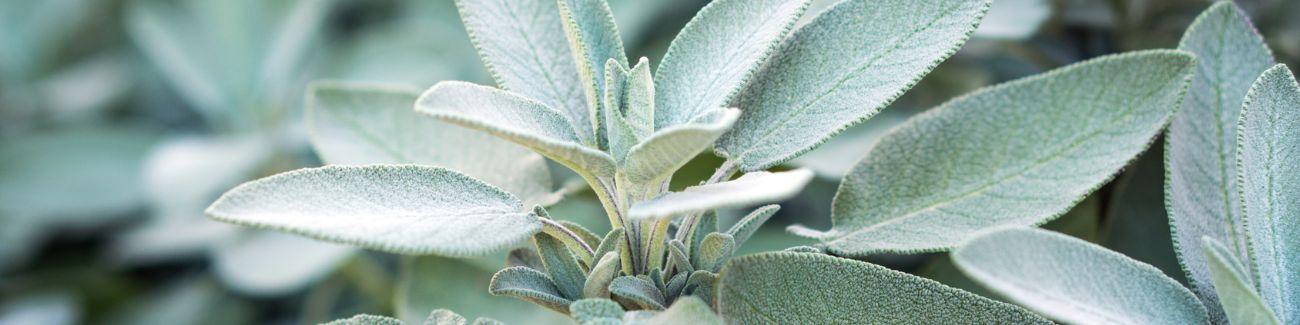 how common is a sage allergy