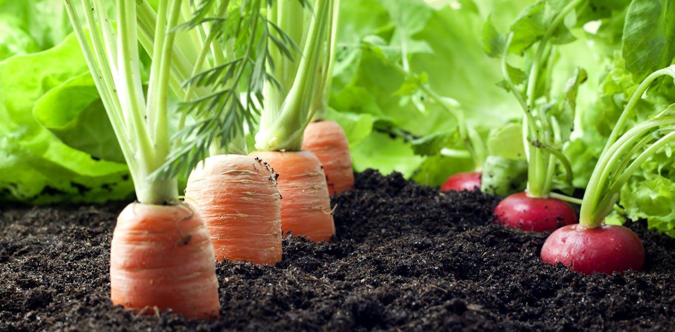 How healthy soils make for a healthy life