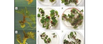 Sampling Apple Trees to Accurately Estimate Mean Fruit Weight and Fruit Size Distribution in: HortScience Volume 54 Issue 6 (2019)