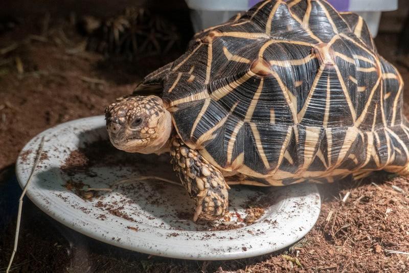 how often does a tortoise poop