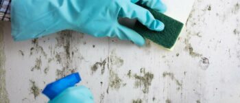 Bug Off! Tips for Cleaning Dirt and Bug Residue from Your Walls