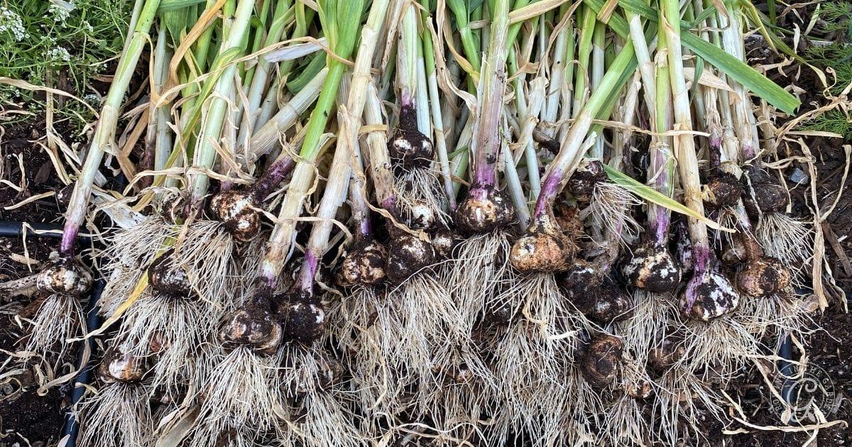 how to grow garlic in arizona