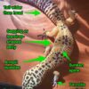 Obesity in Leopard Geckos: 5 Signs Of A Fat Leopard Gecko