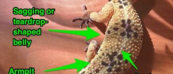 Obesity in Leopard Geckos: 5 Signs Of A Fat Leopard Gecko