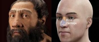 Nose shape gene inherited from Neanderthals