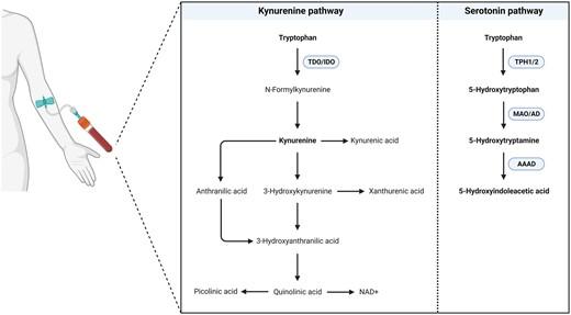 First trimester maternal tryptophan metabolism and embryonic and fetal growth: the Rotterdam Periconceptional Cohort (Predict Study)