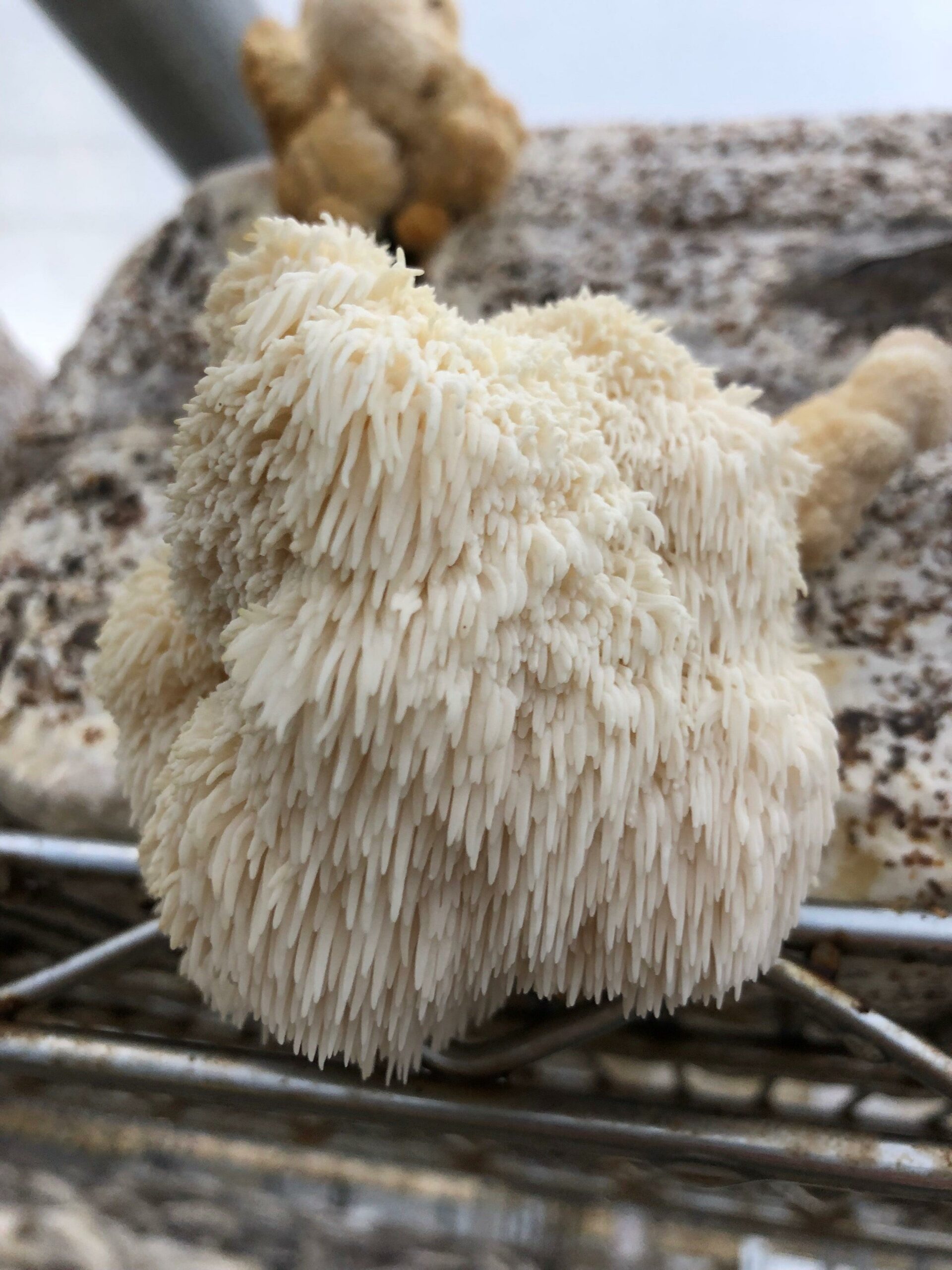 Is Lion's Mane Psychedelic? Everything You Need To Know