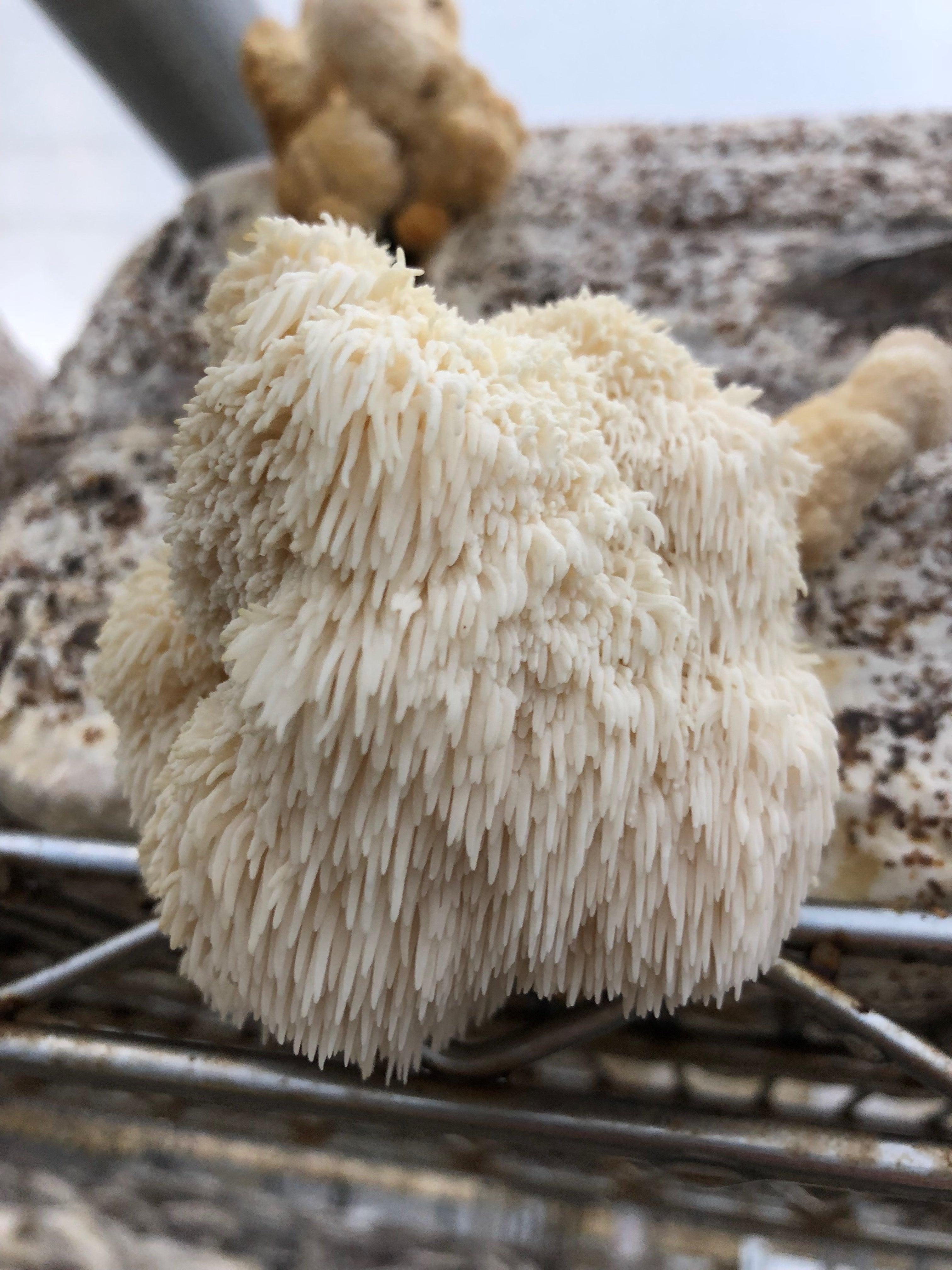 is lions mane a psychedelic