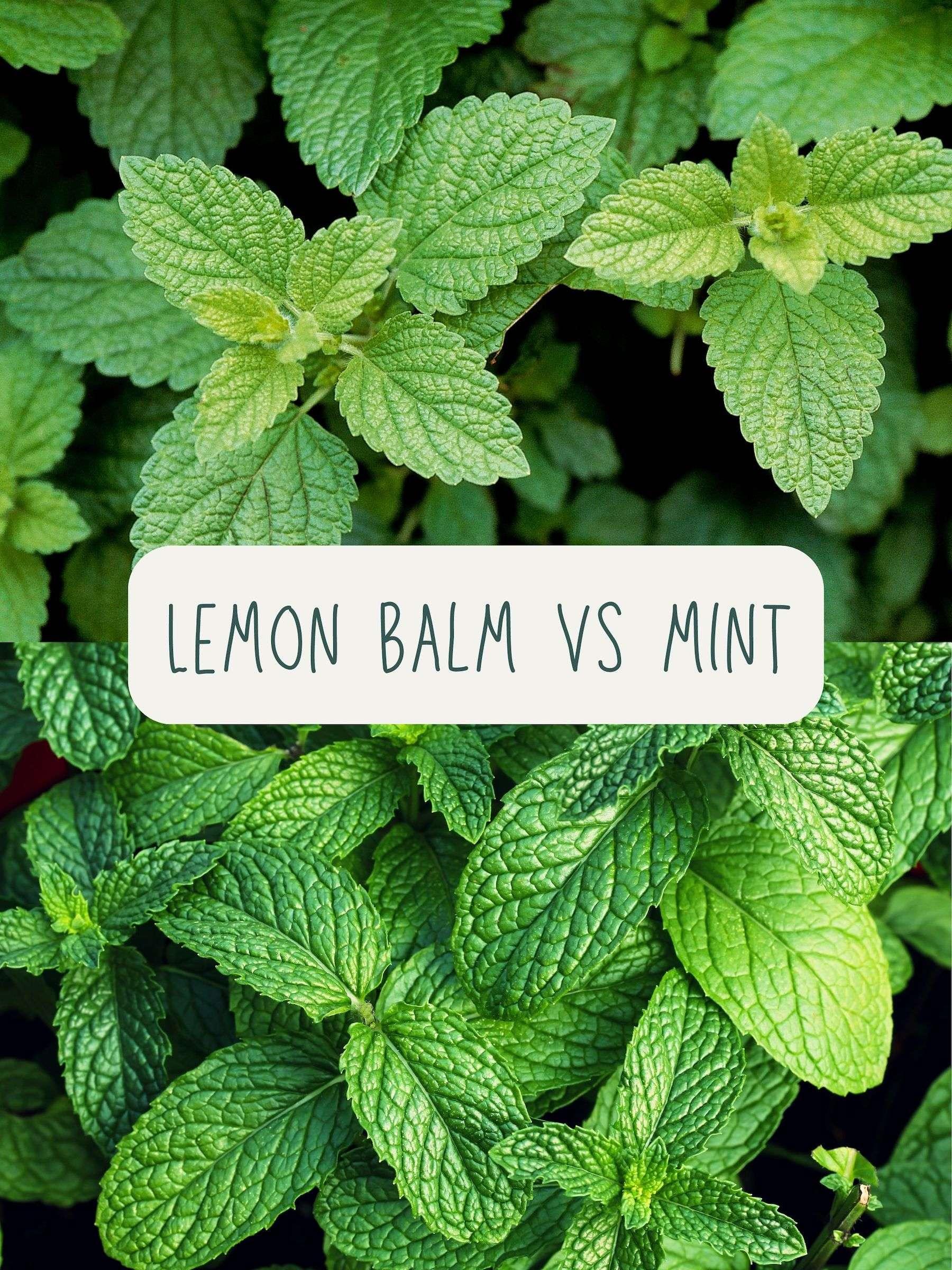 lemon mint vs lemon balm