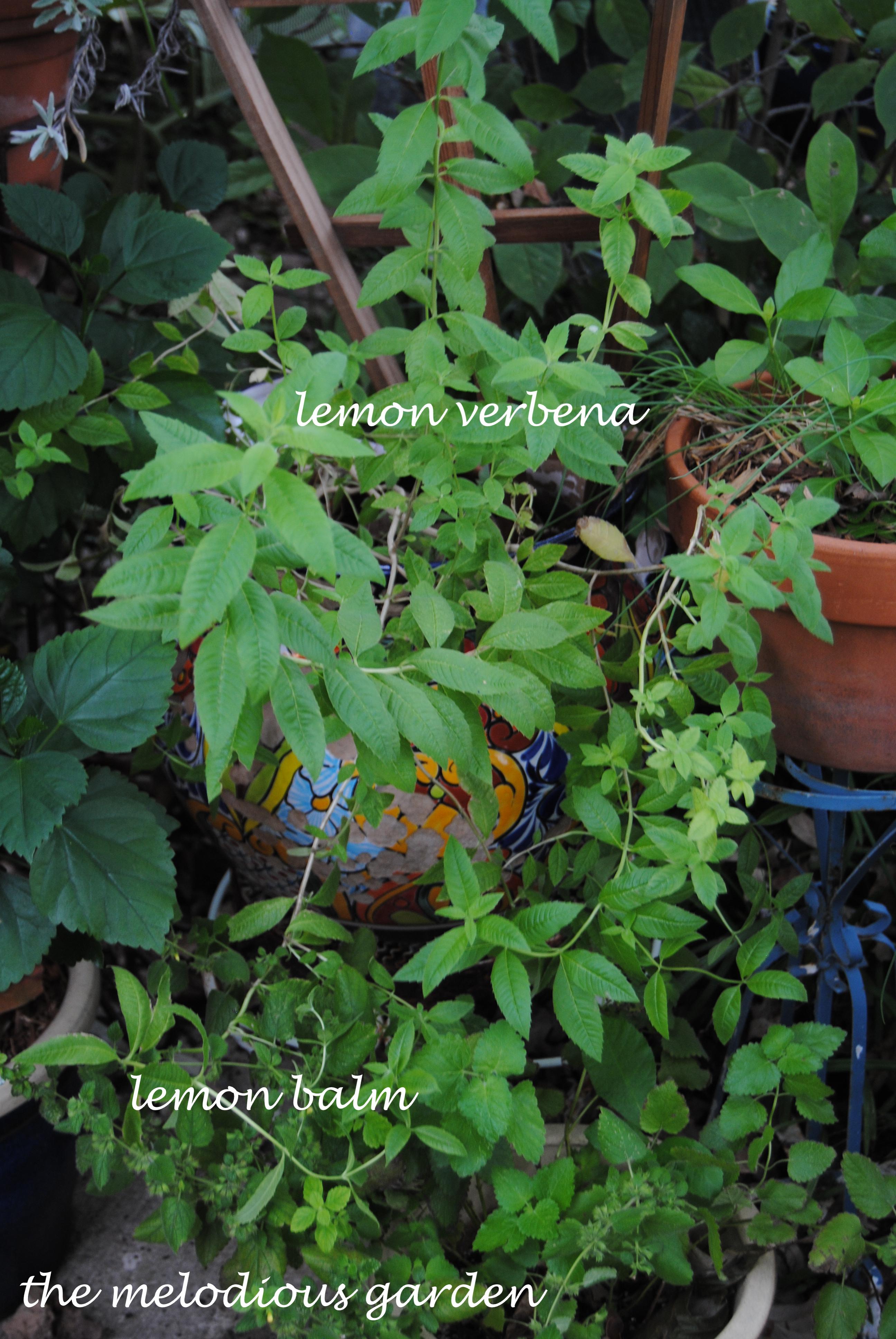 lemon verbena vs lemon balm