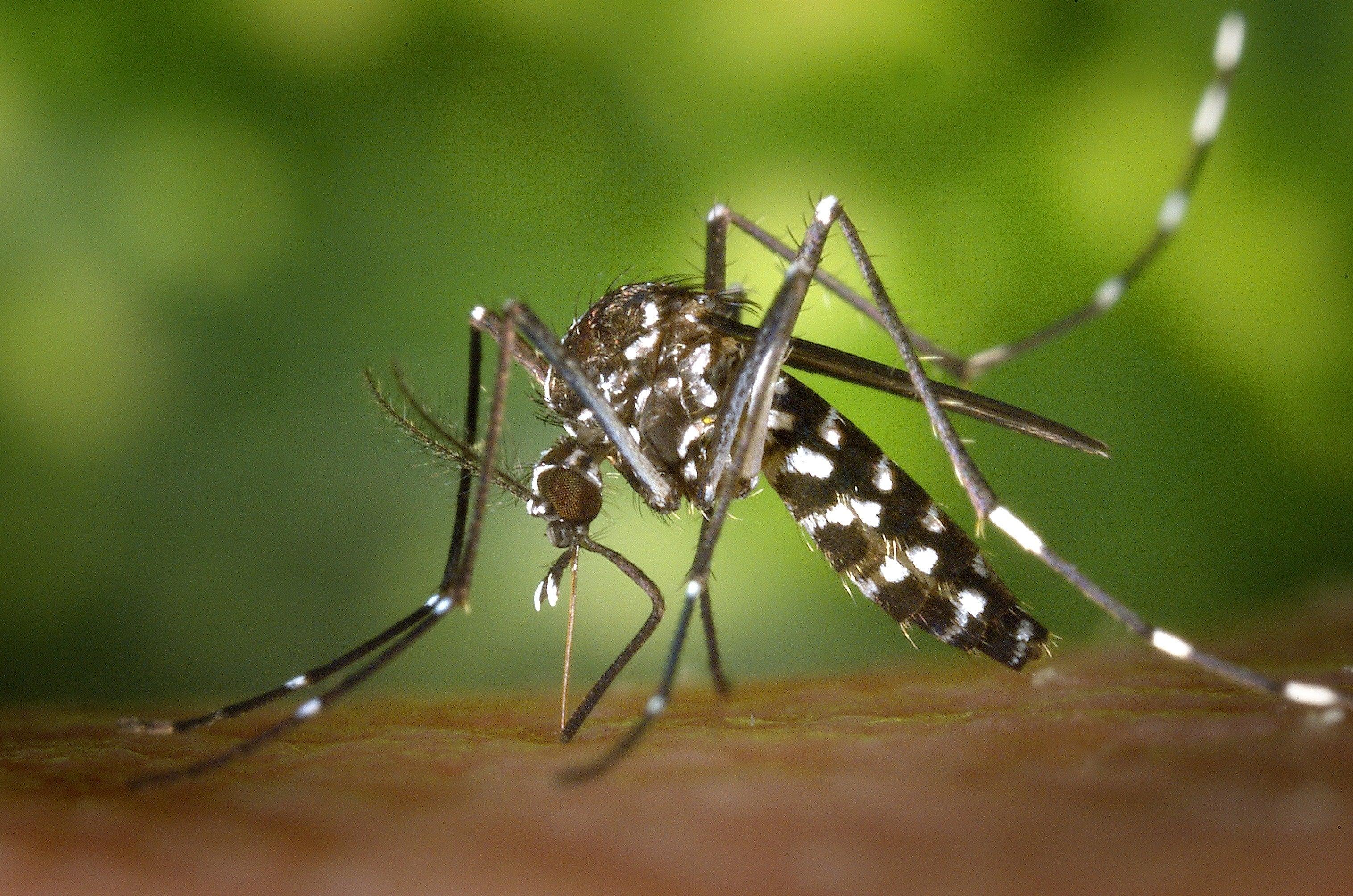 mosquito bites vs chicken pox