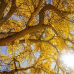 A Tree to See: The History Behind the Pratt Ginkgo