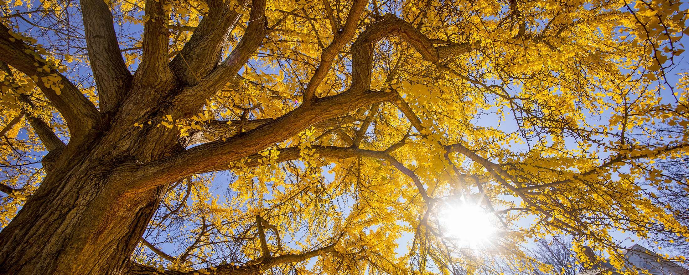 oldest ginkgo tree in us