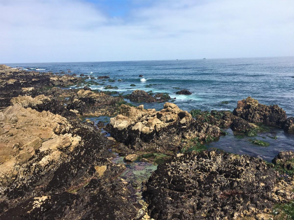 pacific grove marine gardens park