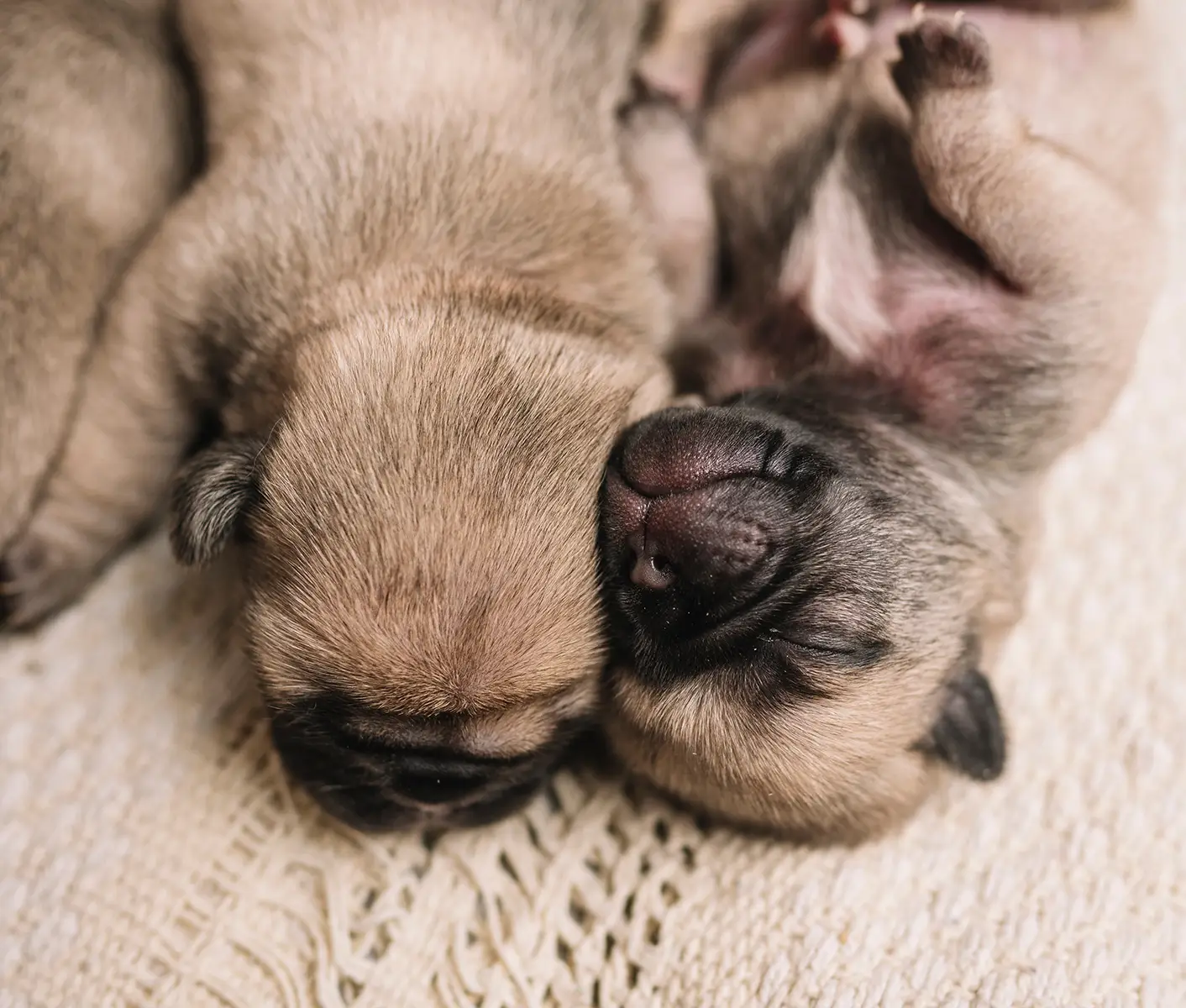 puppy born with intestines out