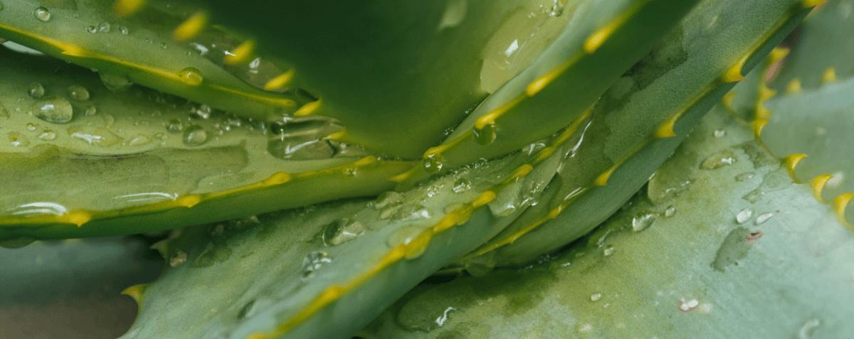 sabila y nopal para que sirve