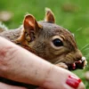 What Happens If A Squirrel Scratches You? A Comprehensive Guide